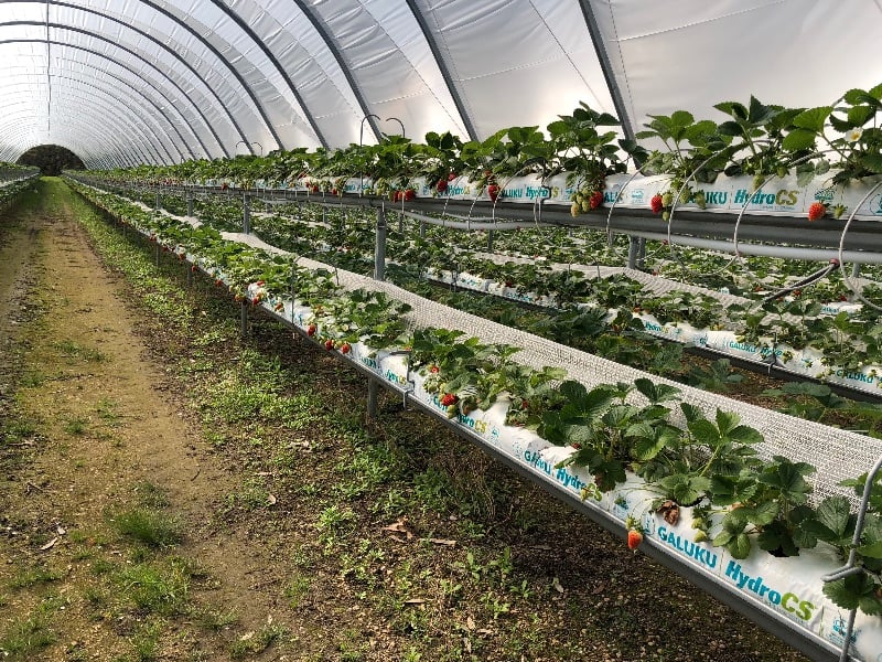 Strawberry (grown On Tables) Picking/packing