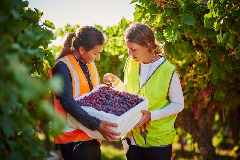 Farm Workers Wanted For Our Grape Harvest