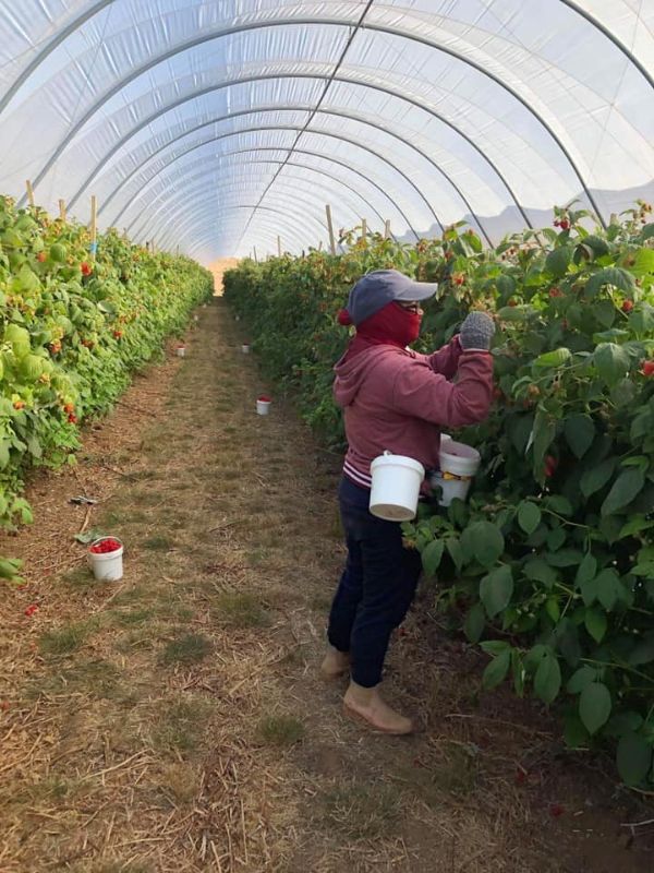 Smart Berries Tasmania Raspberry Pickers Wanted !! Fruit Picking & Second Year Jobs