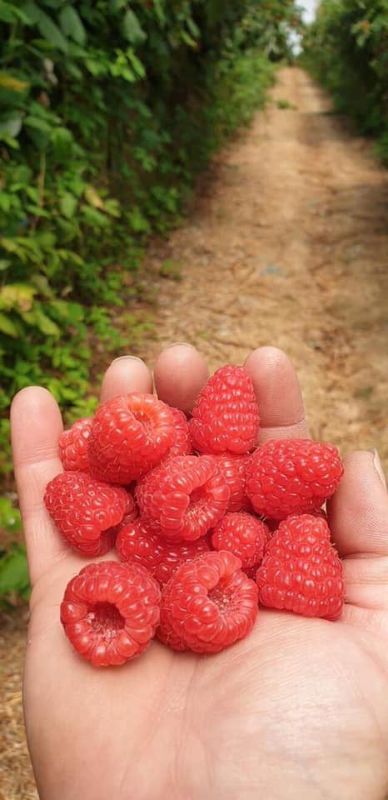 Smart Berries Tasmania Raspberry Pickers Wanted !! Fruit Picking & Second Year Jobs
