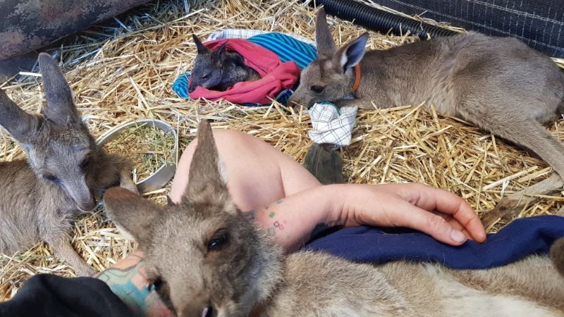 Live-in Carer For Sick, Injured And Orphaned Wildlife