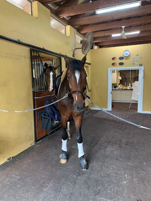 Stable Hand / Groom ( Available Feb 2022 Start )