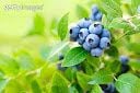Blueberry Picking~~ $24.97~~