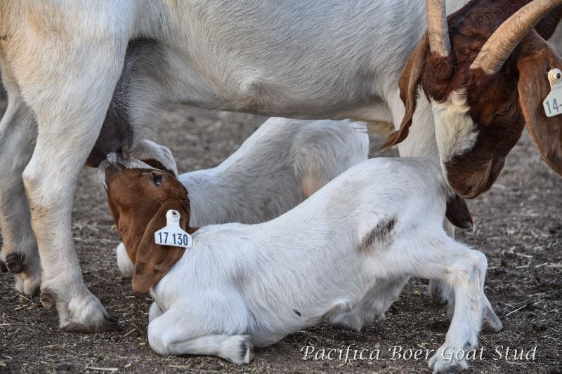 Couple To Work At Boer Goat Stud