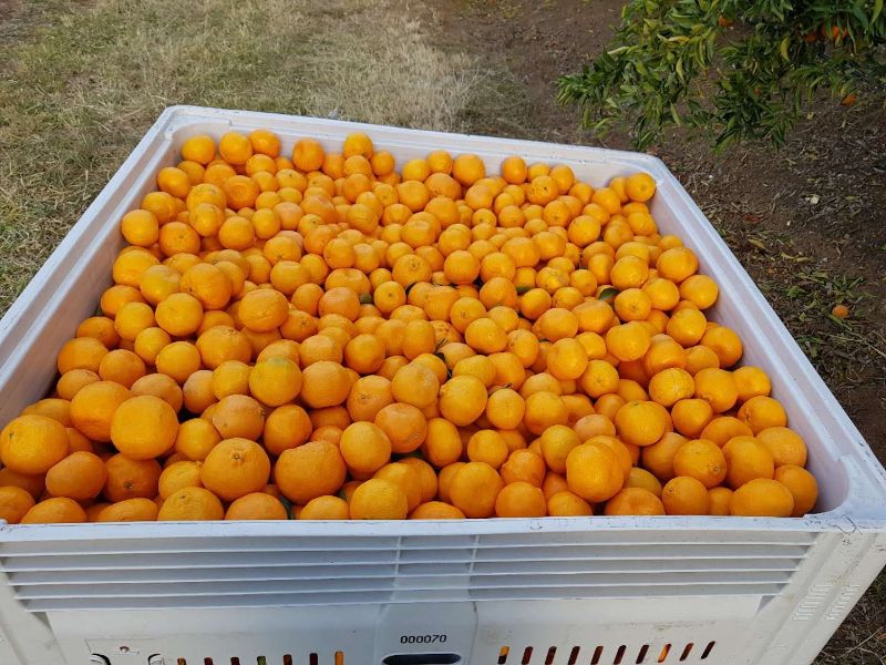 Citrus Fruit Pickers Required With Immediate Start! No Experience Ok!