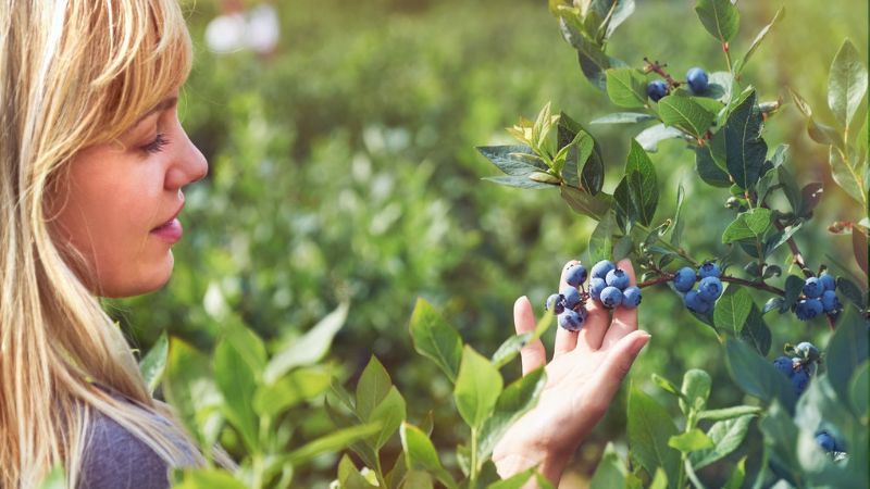 ☀️ 100 Blueberries Pickers Wanted Right Now In 2450 Nsw