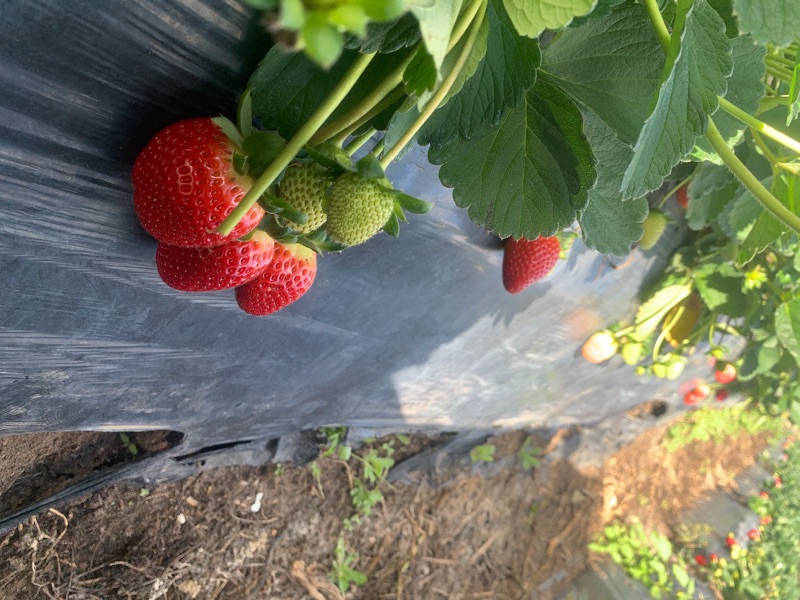 Strawberry High Season Has Begun