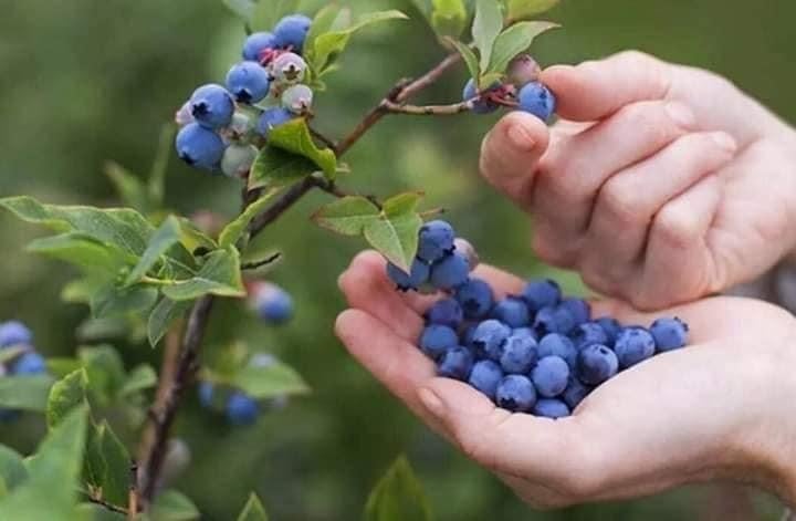 Blueberry Picking!