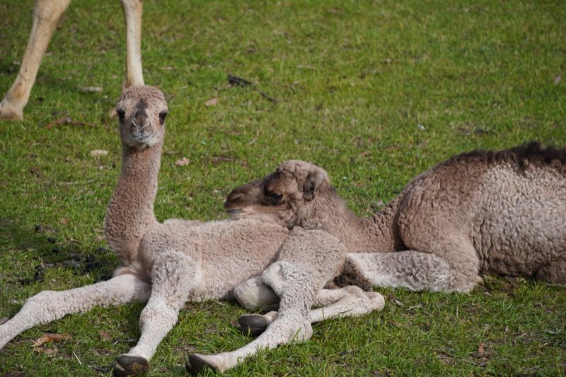 Au-pair Position/farm Hand On Camel Dairy In The Perth Hills (wa)