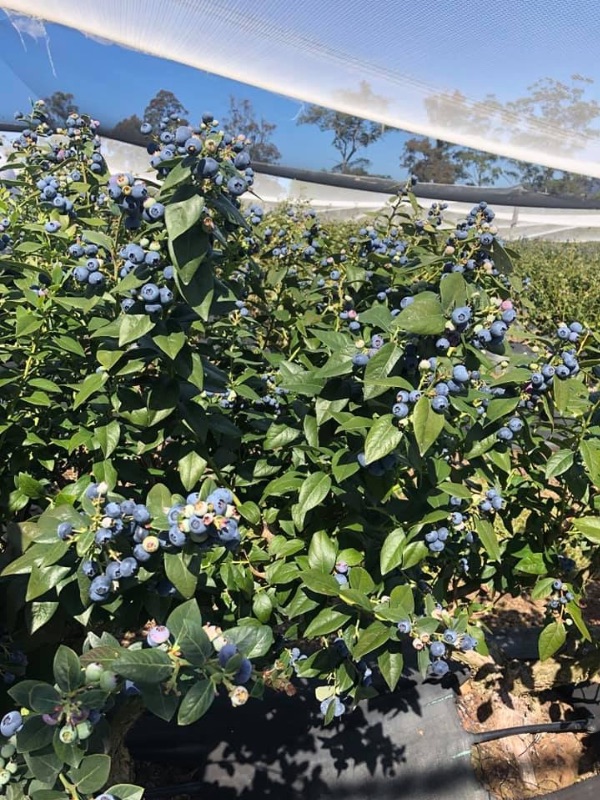 Blueberry Picking!