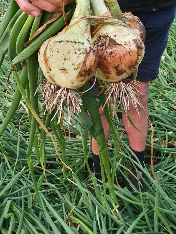 Onion Picking