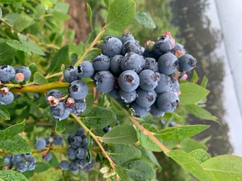 Live On Farm Blueberry Picking