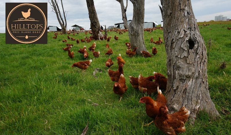 Workers On Free Range Eggs Farm