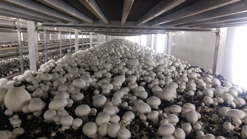 Mushroom Pickers