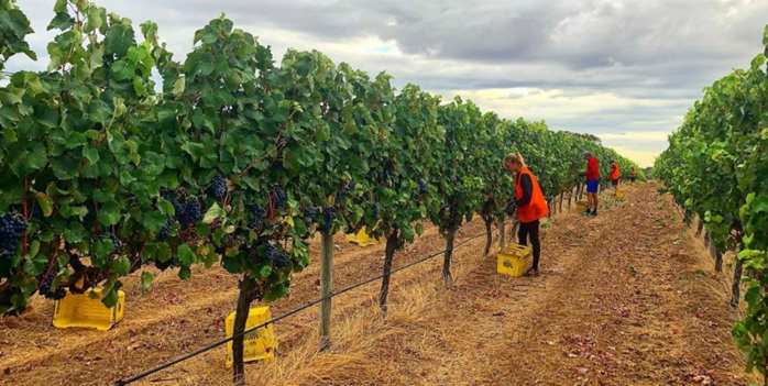 Vineyard Workers For Harvest