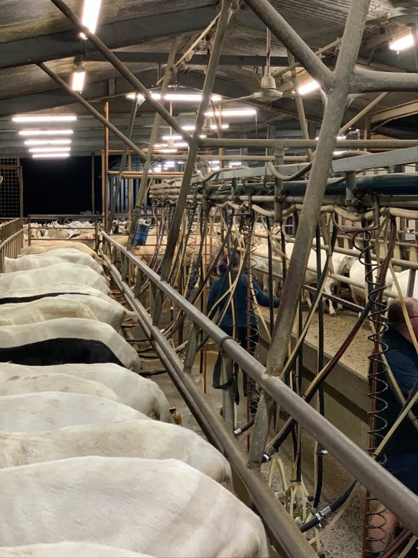 Dairy Hands Required For Large Commercial Goat Dairy