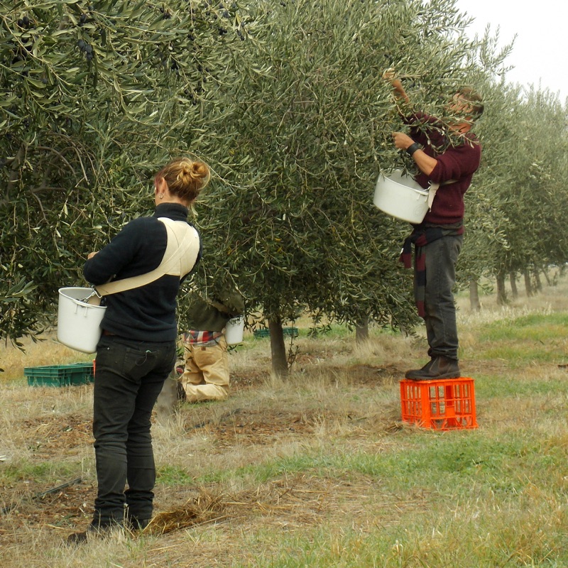 Olive Picking