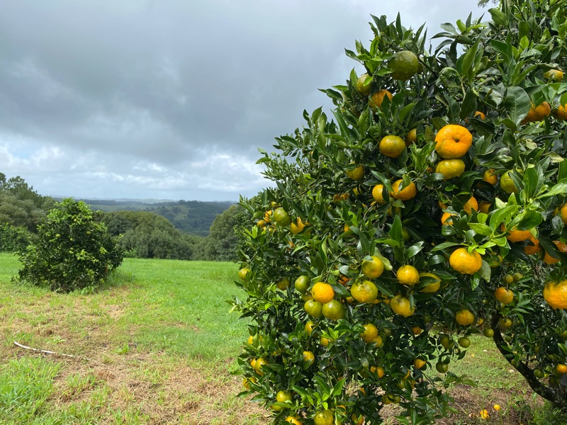 Farm Work In Exchange For Food & Accommodation Byron Bay Hinterland