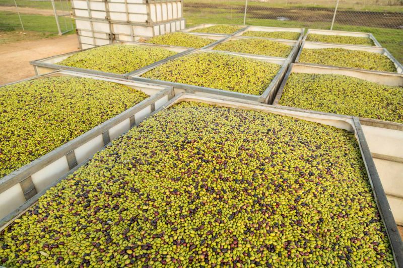 Olive Factory Recieval
