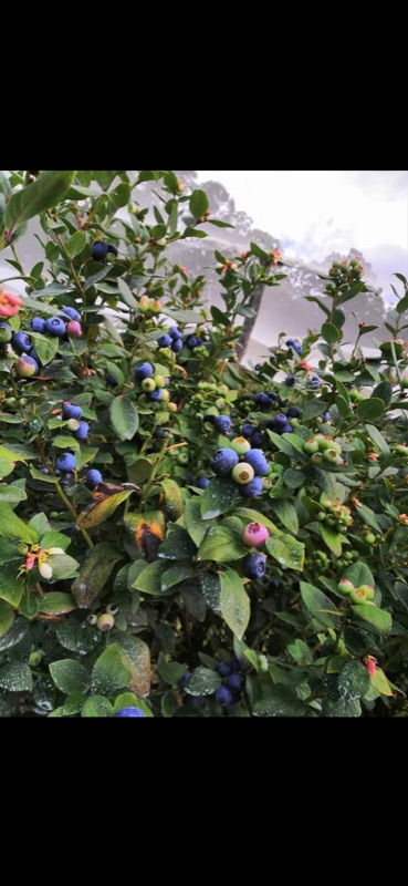 Raspberry/ Blueberry Picking