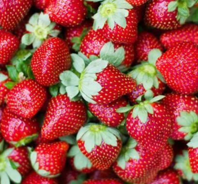 Harvest - Strawberry Planting/picking/packing
