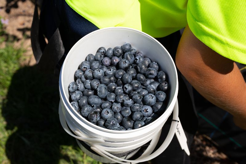 Blueberry Harvest 2022