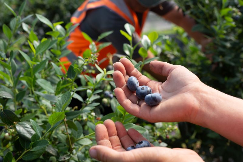 Blueberry Harvest 2022