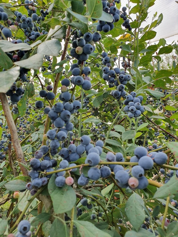 Blueberry Picking Session 2022/23