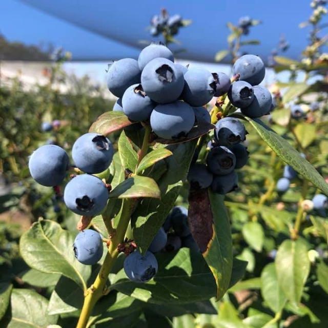 Blueberries Picking