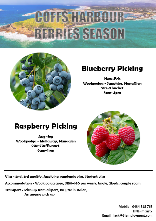 We Are Looking For Blueberries Raspberries Pickers Now