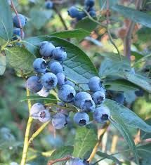 Blueberry Picking - Coffs Harbour