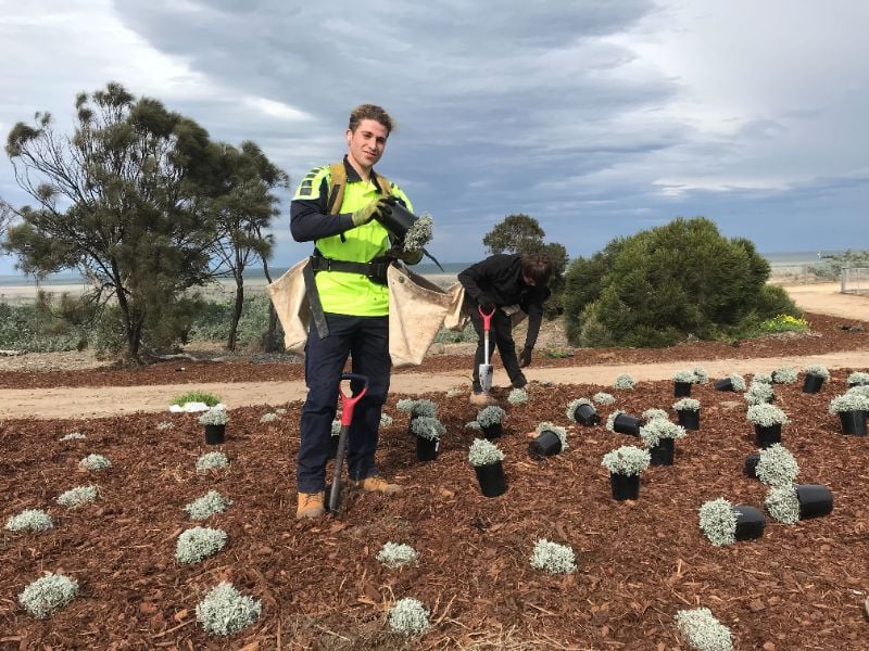 Timberwolf - Tree Planters Wanted For Sydney