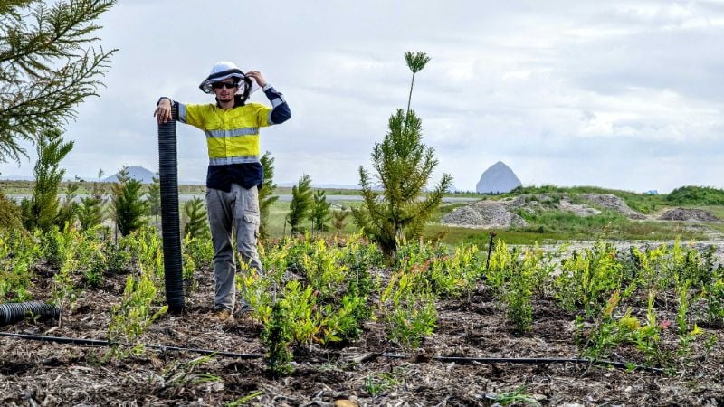 Timberwolf - Tree Planters Wanted For Sydney