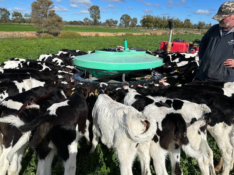 Dairy Farm Assistants Required Immediate Start
