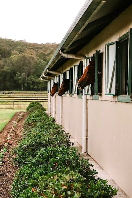 Seeking Experienced Staff - Busy Horse Racing/competition Barn