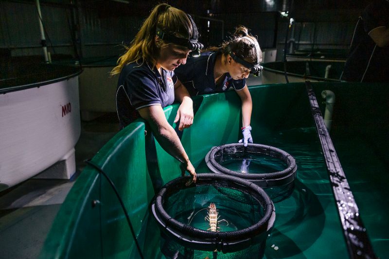 Aquaculture Technicians And Aquaculture Workers