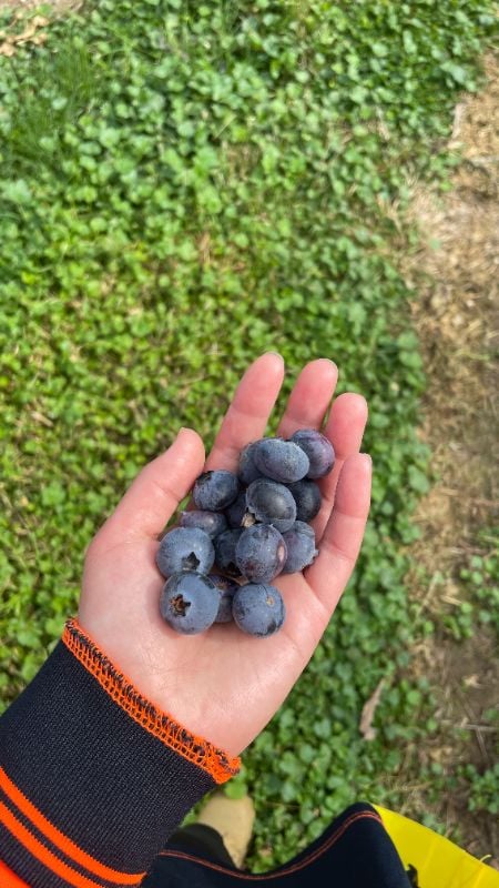 Blueberry Picking For Summer Berry