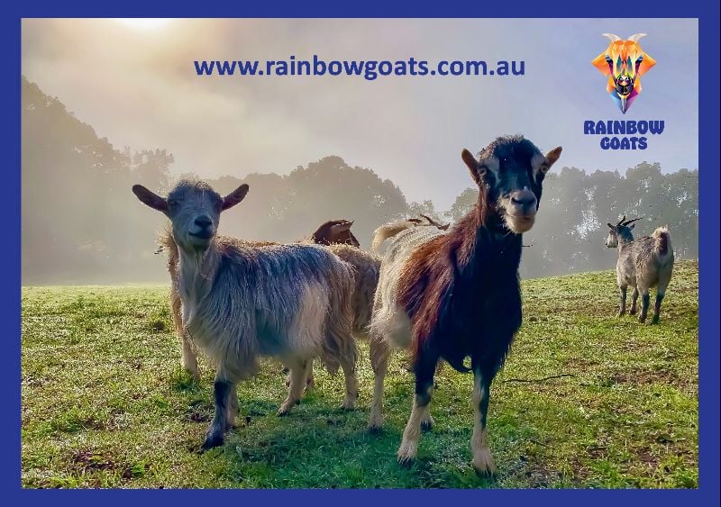 Working With Goats In Drake Nsw