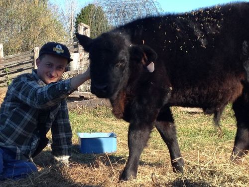 Farmhand Internship Beef Cattle