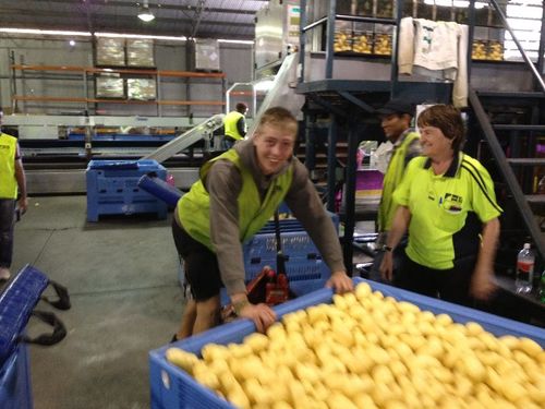 $24.36 Hourly Rate Potato Farm, Counts Towards 88 Day Visa