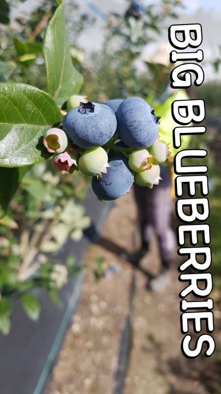 10/12/2020 8100+ View! _ Coffsharbour  Blueberries Farm