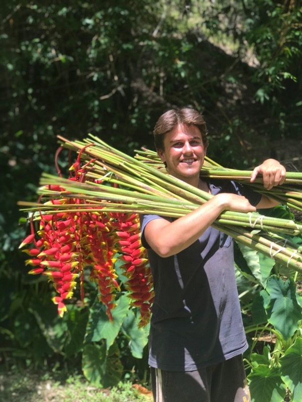 Volunteer's Wanted For Tropical  Flower Farm  In The Byron  Bay Hinterlands ,can Sign 2nd & 3rd