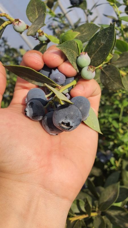 Blueberry Picker - High Season Grafton