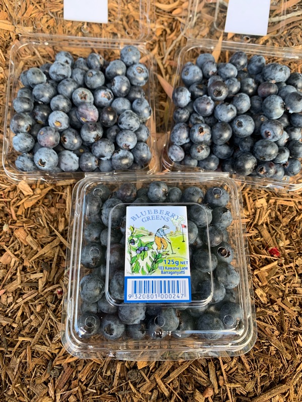 Live On Farm Blueberry Picking