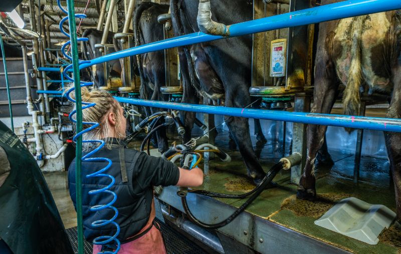 Walcha Dairy Farm - Milking Team