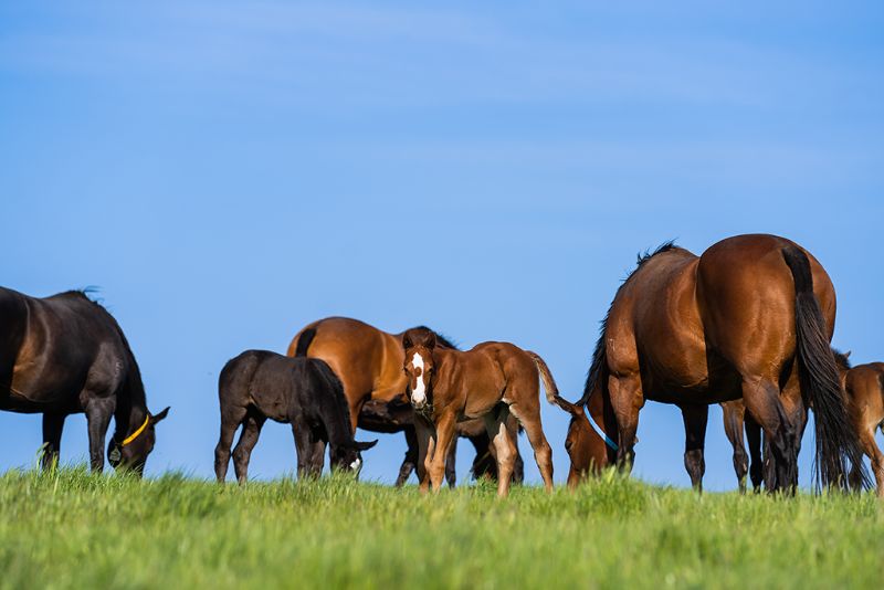 Experienced Thoroughbred Horse Stud Foaling Attendant - To Start 22nd July 2024