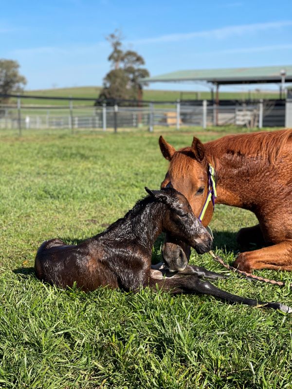 Experienced Thoroughbred Horse Stud Foaling Attendant - To Start 22nd July 2024